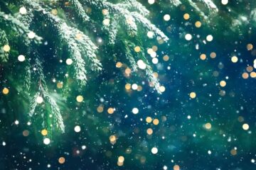 Spruce tree branches covered with snow with sparkling festive lights