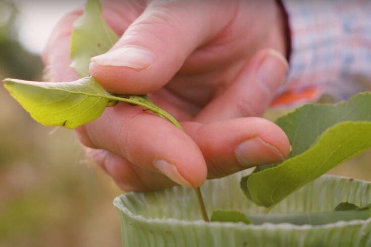 Biome Bioplastics tree protection