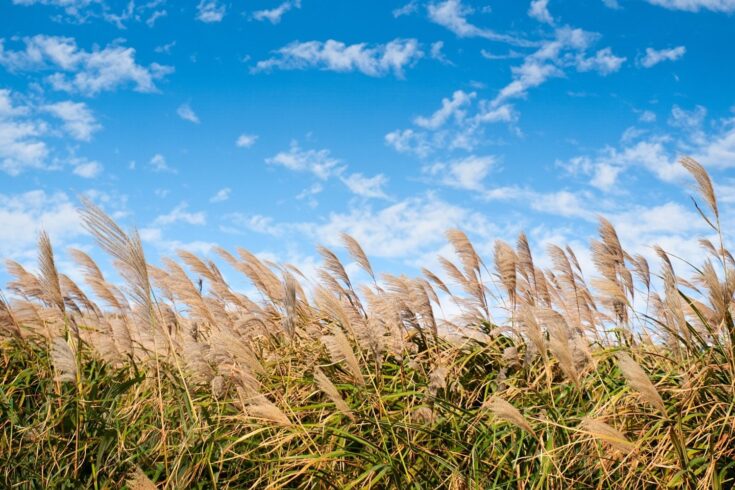 Miscanthus grass