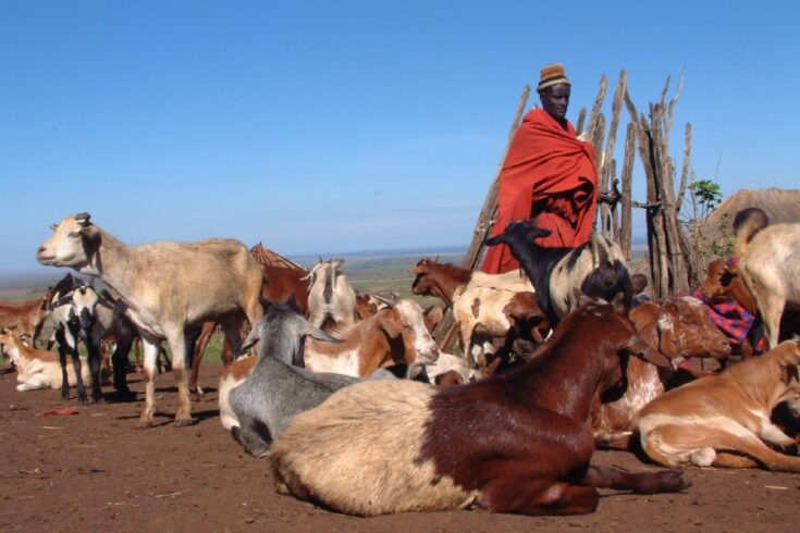 Tanzania Maasai with goats