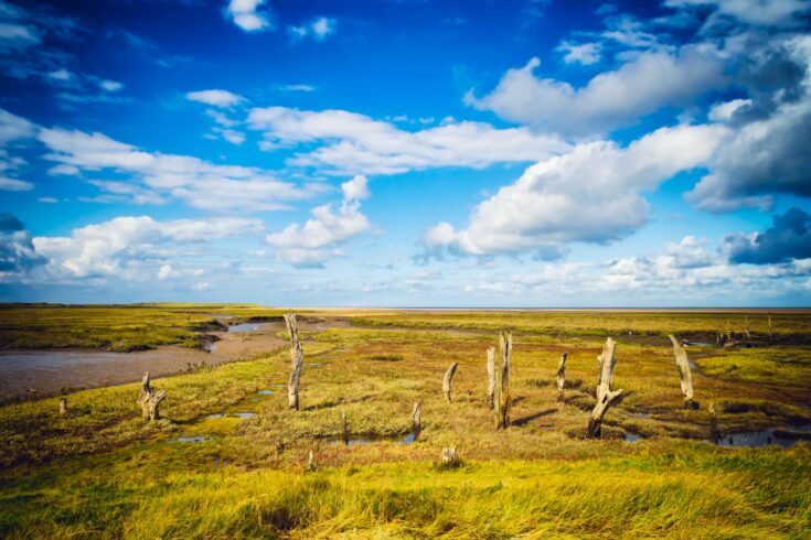 Marshes at Thornham, Norfolk