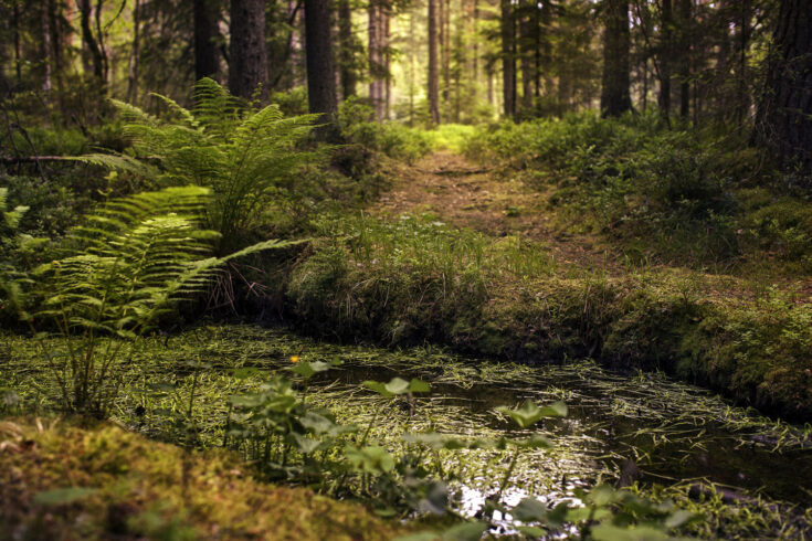 Small river in marshlands.