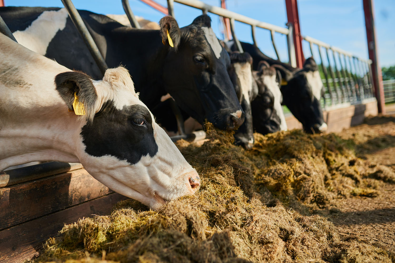 Where livestock agriculture fits in a net-zero future