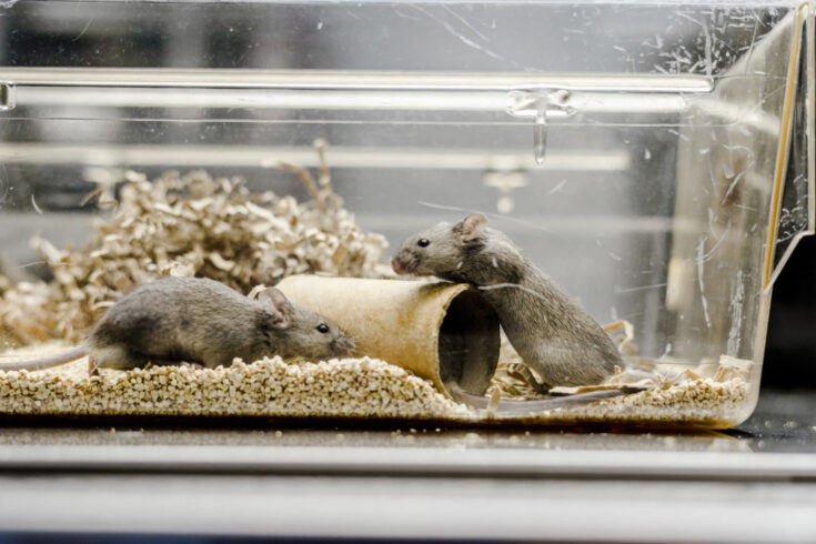 Brown mice at the MRC Toxicology Unit.