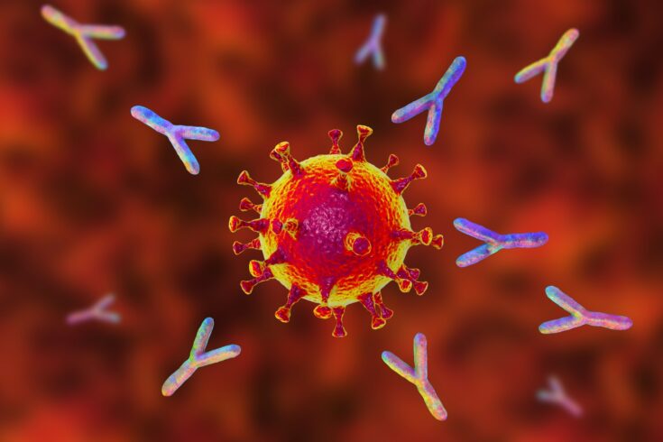 Antibodies attacking SARS-CoV-2 virus, 3D illustration