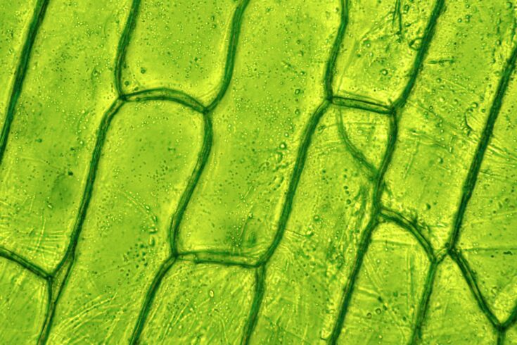 Plant tissue, photo taken in the laboratory under a microscope