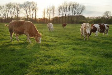 Grazing cows at sunset.