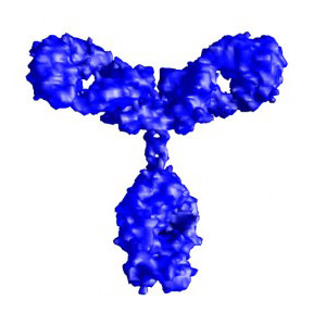 Atomic structure of a monoclonal antibody