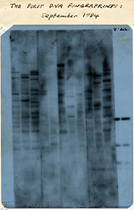 The first DNA fingerprint