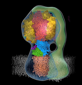 Computer generated cell structure