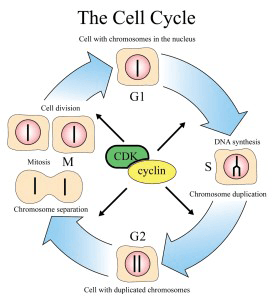 Diagram of the cell cycle