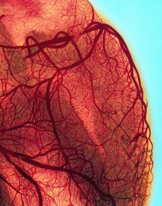 Blood vessels