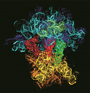 Molecular structure of ribosome