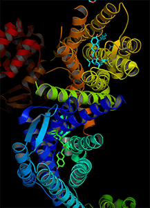 3D model of stress receptor