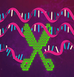 Scissors snipping DNA strand