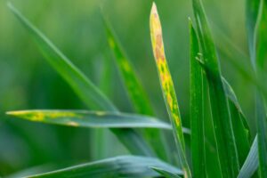 Close up image of wheat shoots with septoria.