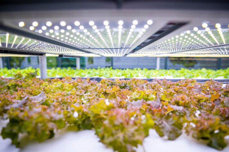 Vast indoor farming facility with stacks of carefully tended living lettuce crops lit by an array of LED lights.