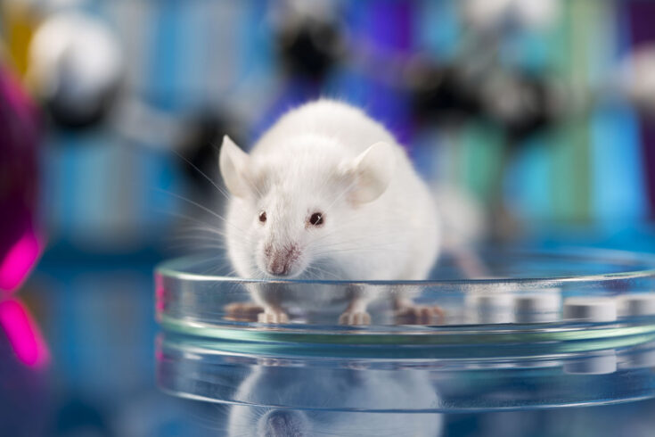 Laboratory mouse for molecular biology test on blue background.