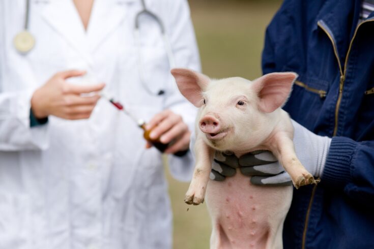 Young piglet receiving vaccination