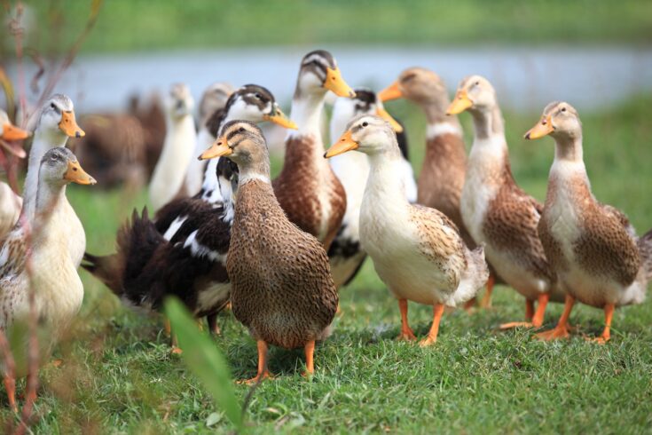 Group of ducks are walking, being reared outside on an organic farm.