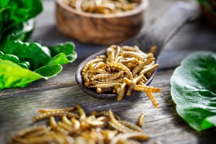 A wooden bowl and spoon of mealworms
