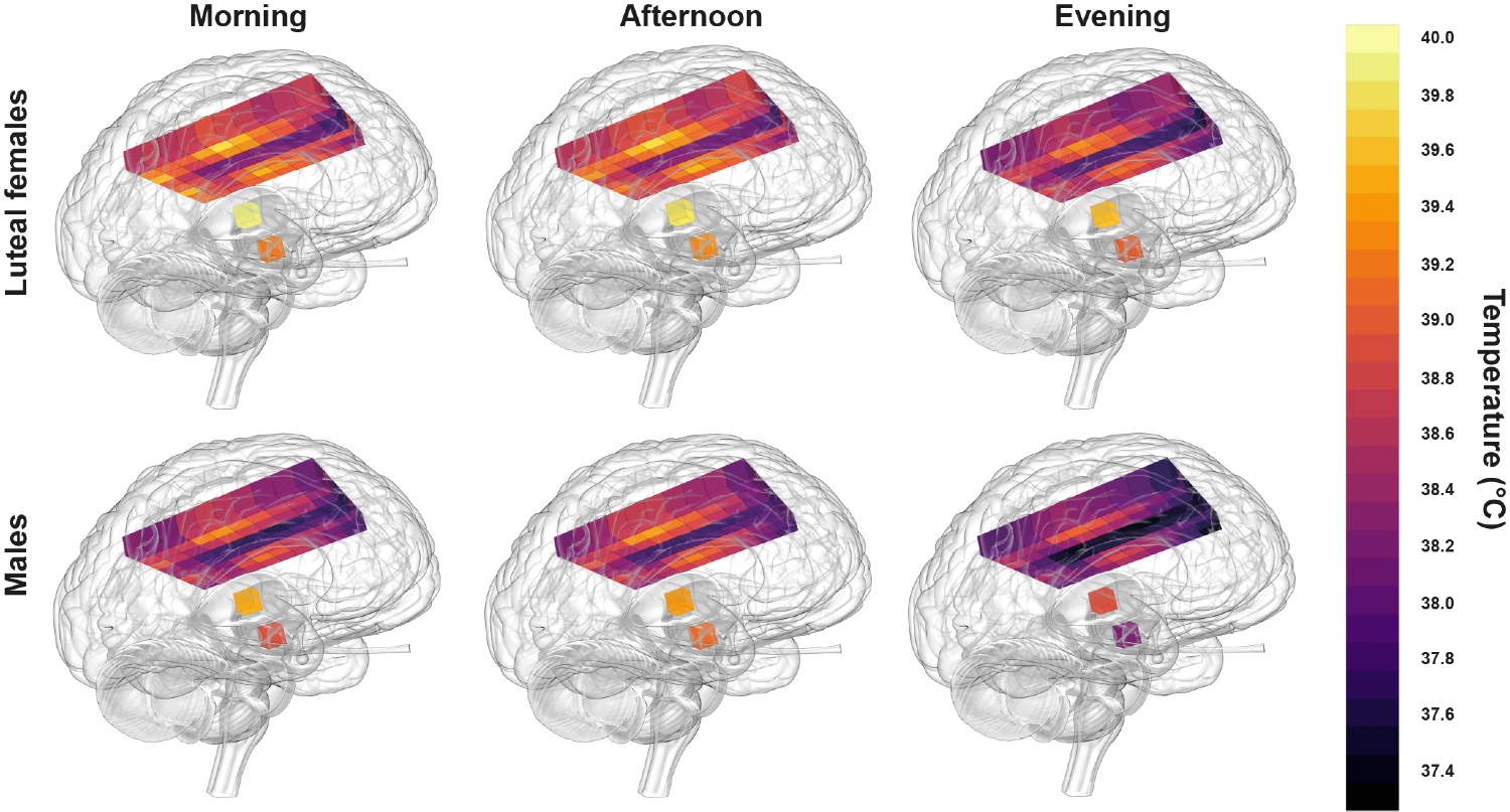Diagrams showing human brain temperature in the morning versus the evening in post-ovulation (luteal) females and males