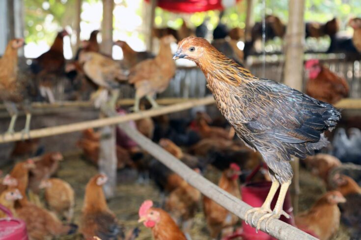 Sonali chickens are seen perching and on the floor of a barn in a Bangladeshi farm