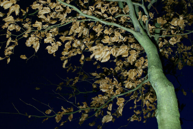 View of a tree above at night.