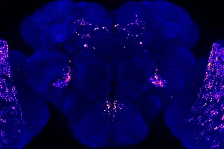 The presynaptic sites (highlighted) for Neurocalcin expressing neuron populations in the fly brain (blue)