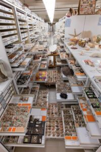 A corridor in the archives is shown with many of the drawers pulled open to display objects from the collection.