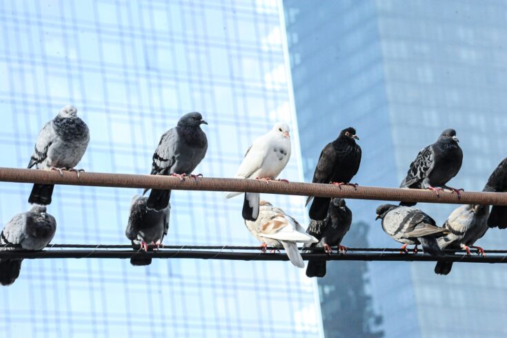 Pigeons in the city