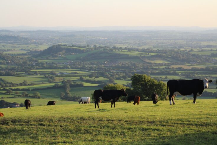 Cows on green field with British rolling hills behind them