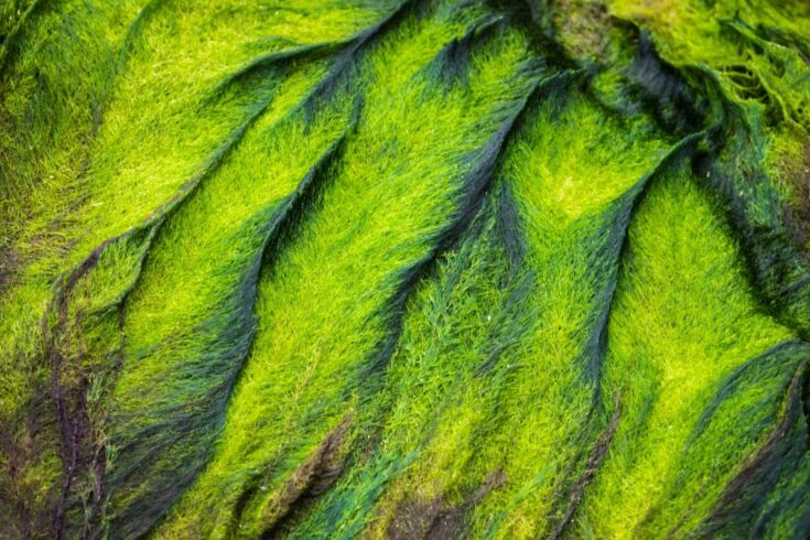Closeup of a natural green pattern and texture of sea grass on a stone