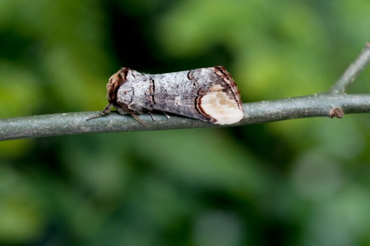 Moth resting on a branch