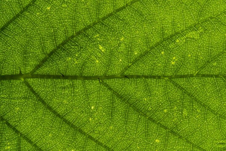 A slightly magnified image of a leaf surface, showing the patterns of it’s veins.