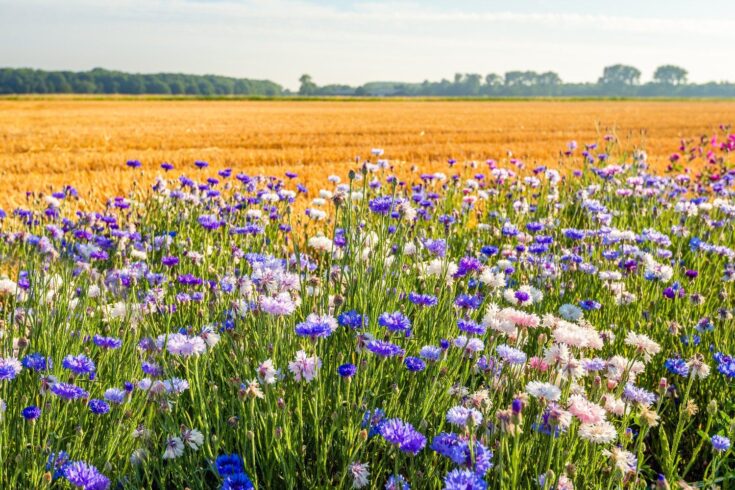 Colorful field margin on the edge of a stubble field