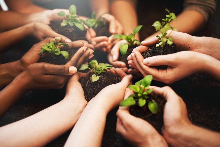 Hands holding plants growing out of soil