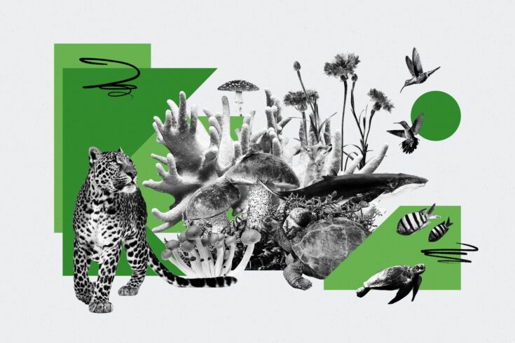 Collage of images representing biodiversity