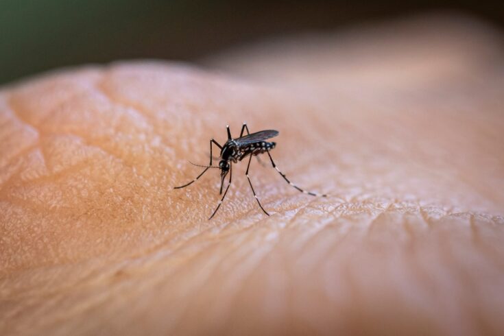 A close up shot of an Aedes aegypti mosquito biting human skin