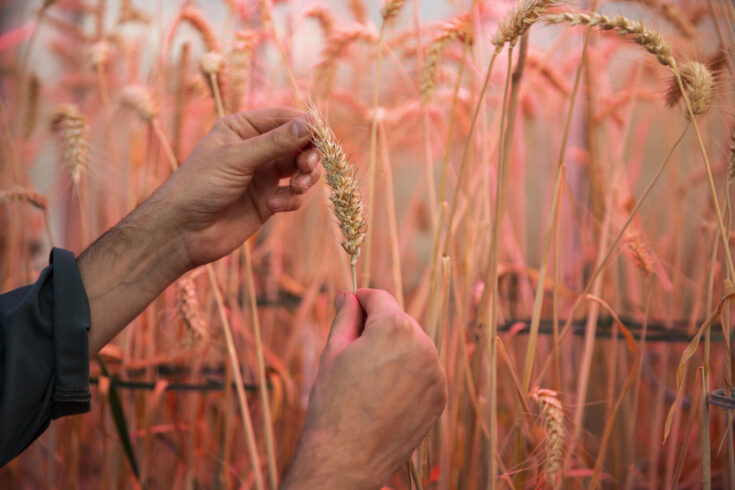 A close up shot of wheat at Rothamstead Research's Harpenden site for agricultural research.