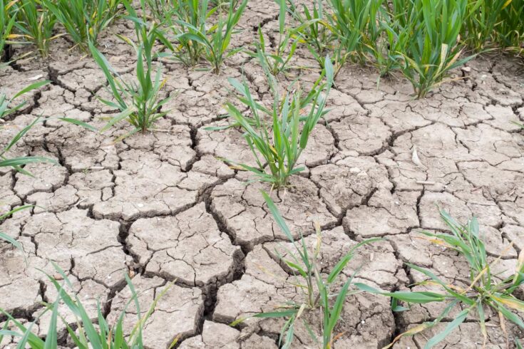 Dry cracked earth in a farm field of crops