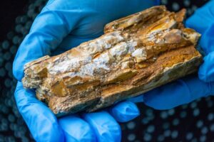 A sample of mammoth ivory, on loan from the Oxford Natural History Museum being held by hands wearing blue gloves. The mammoth ivory was found at a dig site, and is about 10cm by 5cm in size.