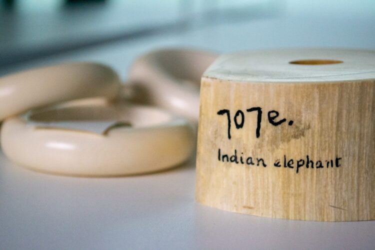 Developing novel technologies to prevent illegal ivory trade UKRI