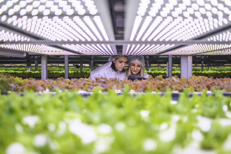 Female vertical farmers closely monitoring the growth of hydroponic lettuce crops beneath LED lighting.