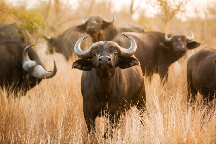 Buffalos in the wild; one of them is staring right at the camera