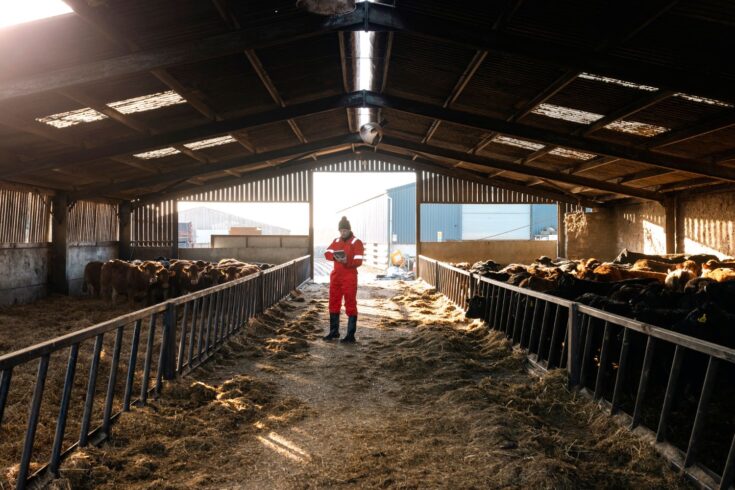 A wide angle of a farm owner doing daily tasks on his farm and looking after a herd of cows in a barn.