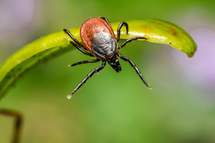 Brown tick hanging off a leaf