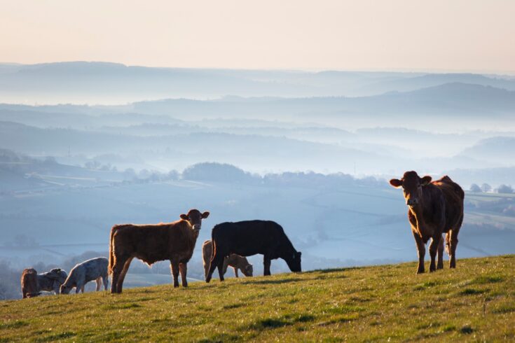 Cows and misty rolling hills in the Brecon Beacons national park, Wales