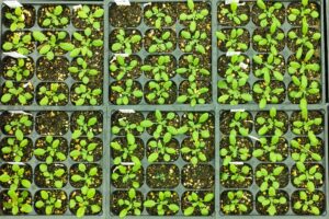 Rows of Arabidopsis seedlings being grown for research purposes