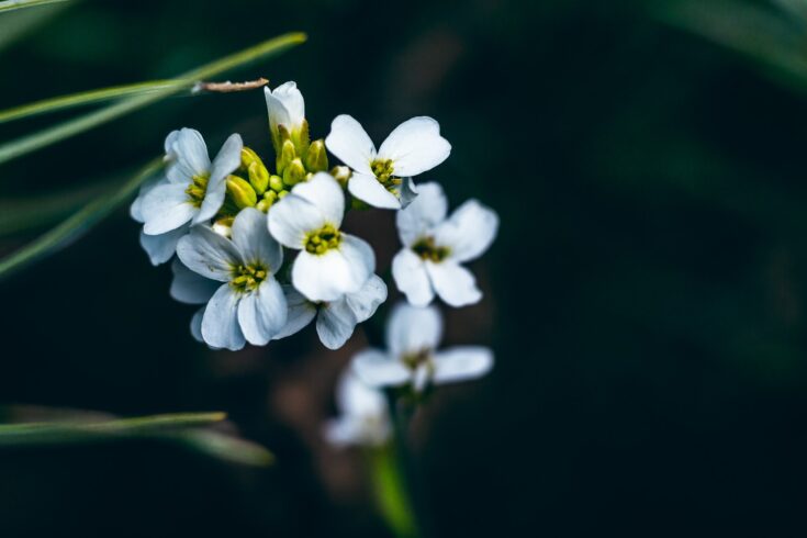 Flowering Arabidopsis thaliana, also known as thale cress